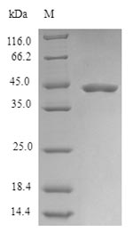 Recombinant Human Mitochondrial cardiolipin hydrolase(PLD6)
