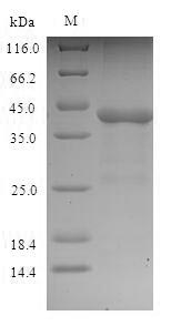 Recombinant Phleum pratense Pollen allergen Phl p 1(PHLPI)