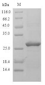Recombinant Phleum pRatense Pollen allergen Phl p 2(PHLPII)
