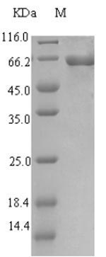 Recombinant Escherichia coli Uncharacterized protein YihF(yihF)