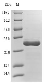 Recombinant Epstein-Barr virus Envelope glycoprotein L(gL)