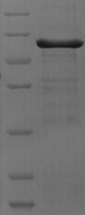 Recombinant Mouse Alcohol dehydrogenase class 4 mu/sigma chain(Adh7)
