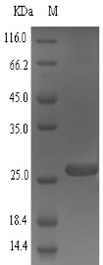Recombinant Mouse Small proline-rich protein 2A(Sprr2a)