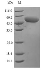 Recombinant Mouse Perforin-1(PRF1)
