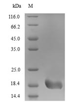 Recombinant Alternaria alternata Heat shock 70KDA protein(HSP70)