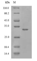 Recombinant Drosophila melanogaster DNA-directed RNA polymerase II subunit RPB1(RpII215),partial