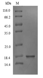 Recombinant Marmota monax Interferon gamma(IFNG)