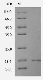 Recombinant Mouse Thioredoxin domain-containing protein 12(Txndc12)
