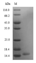 Recombinant Mouse Secretoglobin family 3A member 2(Scgb3a2)