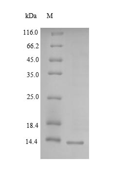Recombinant Human Lymphocyte antigen 6H(LY6H)