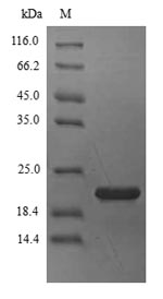 Recombinant Blattella germanica Allergen Bla g 4