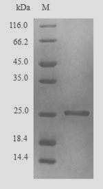 Recombinant Blattella germanica Glutathione S-transferase