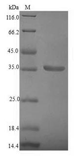 Recombinant Lysobacter enzymogenes Beta-lytic metalloendopeptidase