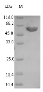 Recombinant RatTryptophan 2,3-dioxygenaseUniRule annotation(Tdo2)