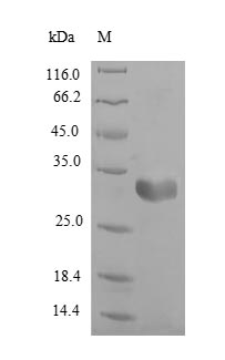 Recombinant Rat Fatty acid-binding protein, heart(Fabp3)