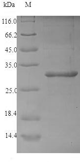Recombinant Corylus avellana 2S albuminImported