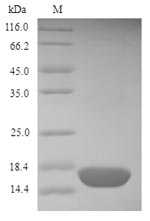 Recombinant Mercurialis annua Profilin
