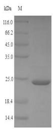 Recombinant Brugia malayi Protein JTB(JTB),partial