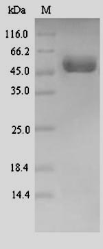 Recombinant Human Draxin(DRAXIN)