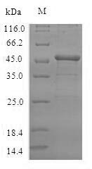 Recombinant Human Vasohibin-2(VASH2)