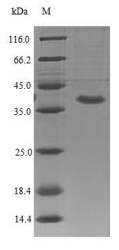 Recombinant Mouse Interleukin-1 receptor-like 2(Il1rl2),partial