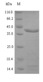 Recombinant Spiroplasma citri Spiralin(spi)