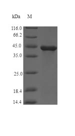 Recombinant Clostridium botulinum Flagellin(CBO2730)