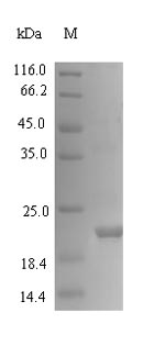 Recombinant Viscum album Viscotoxin-A3(THI2.1),partial