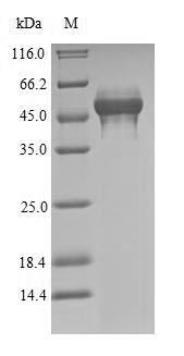 Recombinant Penaeus monodon Tropomyosin(TM1)