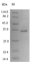 Recombinant Prunus dulcis x Prunus persica Putative allergen Pru p 1.01(Pru p 1.01)
