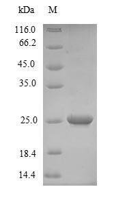 Recombinant Prunus persica Non-specific lipid-transfer protein 1