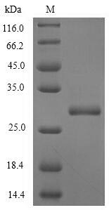 Recombinant Prunus persica Profilin