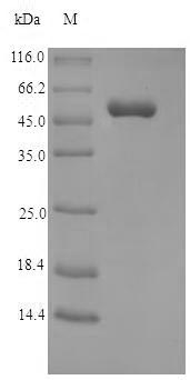 Recombinant Macaca fascicularis Myelin basic protein(EGM_08965)