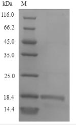 Recombinant Calloselasma rhodostoma Snaclec rhodocytin subunit alpha