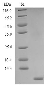 Recombinant Human CAMPATH-1 antigen(CD52),partial