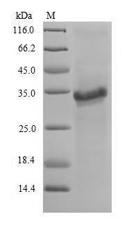 Recombinant Neosartorya fumigata Putative peroxiredoxin pmp20(pmp20)