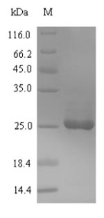 Recombinant Glycine max Bowman-Birk type proteinase inhibitor D-II