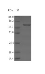 Recombinant Arabidopsis thaliana Protein ROS1(ROS1),partial