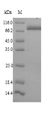 Recombinant Mouse 78KDA glucose-regulated protein(Hspa5)