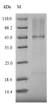 Recombinant Mouse Nuclear receptor ROR-gamma(Rorc)