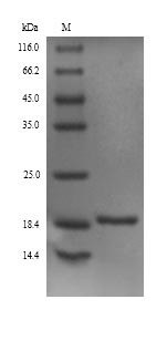 Recombinant Platanus acerifolia Putative invertase inhibitor