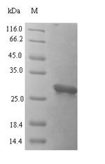 Recombinant Human Protein FAM150A(FAM150A),partial