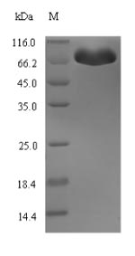 Recombinant Escherichia coli Bifunctional protein HldE(hldE)
