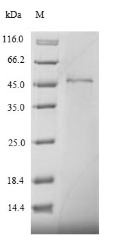Recombinant Drosophila melanogaster Stress-activated protein kinase JNK(bsk)