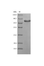 Recombinant Vaccinia virus Cell surface-binding protein (D8L)
