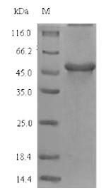 Recombinant Glycine max Gamma-glutamyl hydrolase