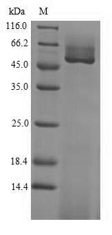 Recombinant Glycine max Guanine nucleotide-binding protein subunit beta-like protein