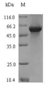 Recombinant Triticum aestivum Serpin-Z1B