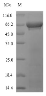 Recombinant Glycine max Ribulose bisphosphate carboxylase large chain(rbcL)