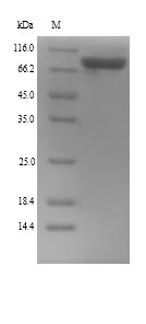 Recombinant Mouse Lysyl oxidase homolog 4(Loxl4)